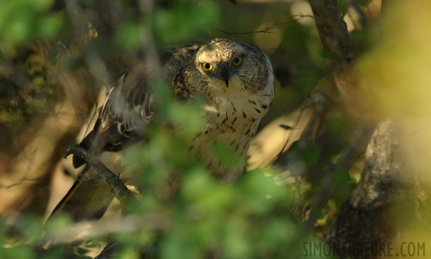 Nisaetus cirrhatus ceylanensis [550 mm, 1/800 sec at f / 8.0, ISO 4000]